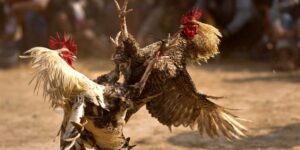 Chơi đá gà thomo