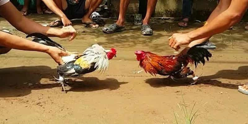 Chọi gà thomo mang đến giây phút cá cược siêu gay cấn