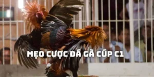 Đá gà C1
