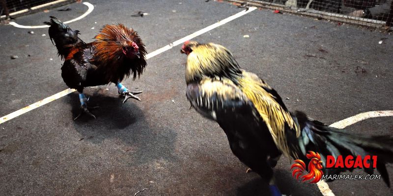 Tham gia chọi gà cựa dao trải nghiệm những trận đấu kịch tính nhất