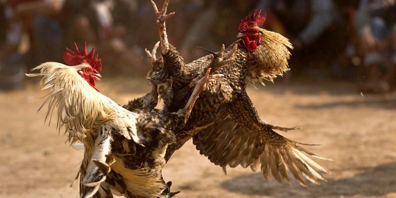 Đá gà tre trở thành hình thức được sư kê lựa chọn giải trí