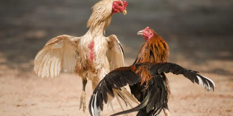 Thông tin về luật đá gà chi tiết từ A đến Z cho người mới